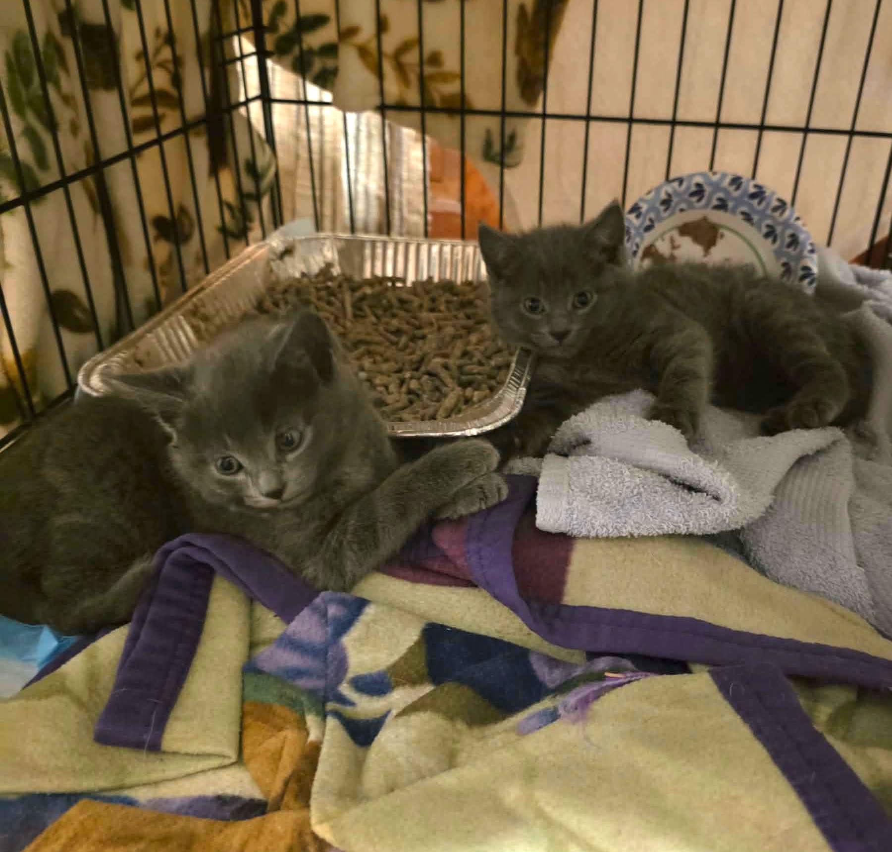 Enlarge Niko, a Adoptable mixed breed in Chicago, IL image 6/6