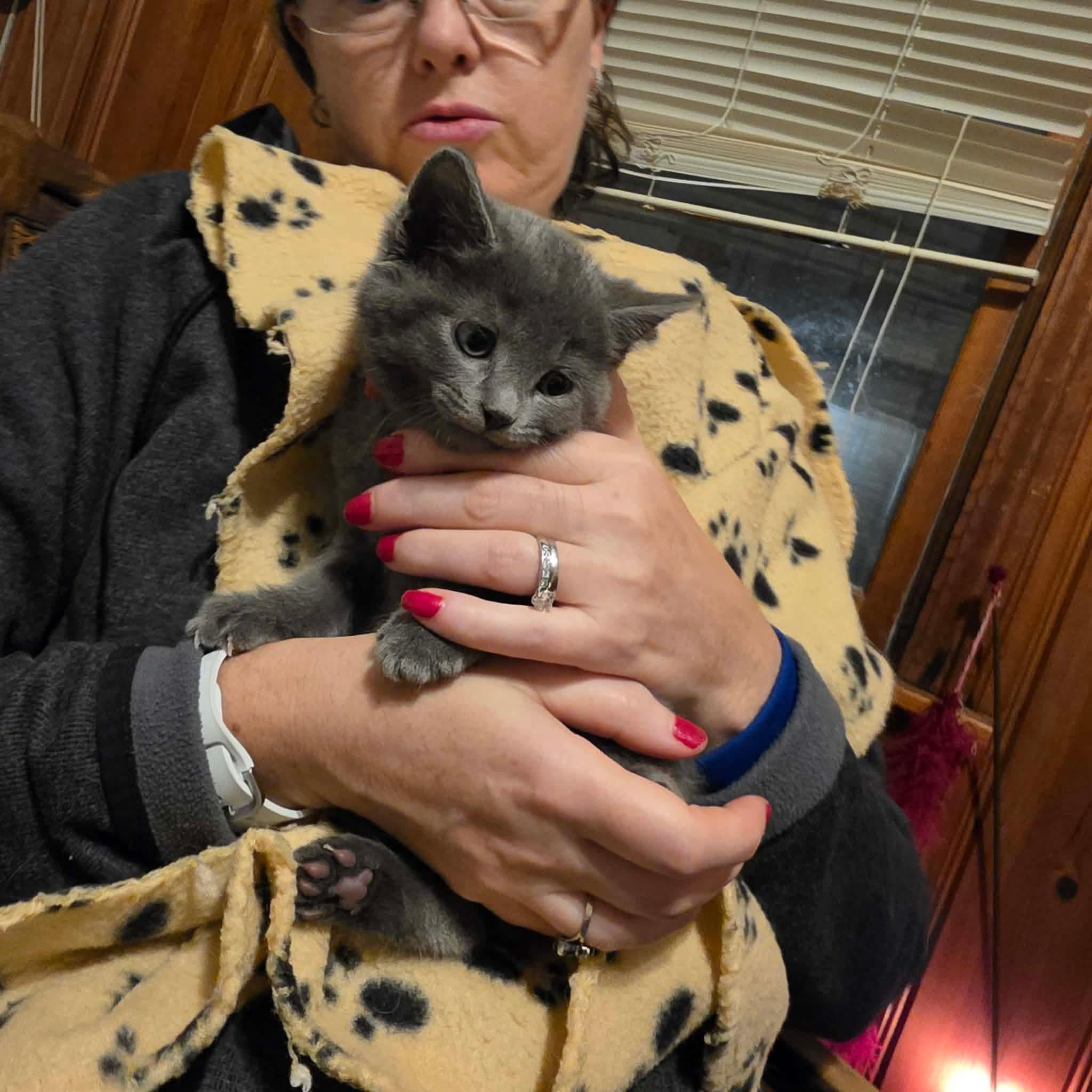 Enlarge Niko, a Adoptable mixed breed in Chicago, IL image 2/6