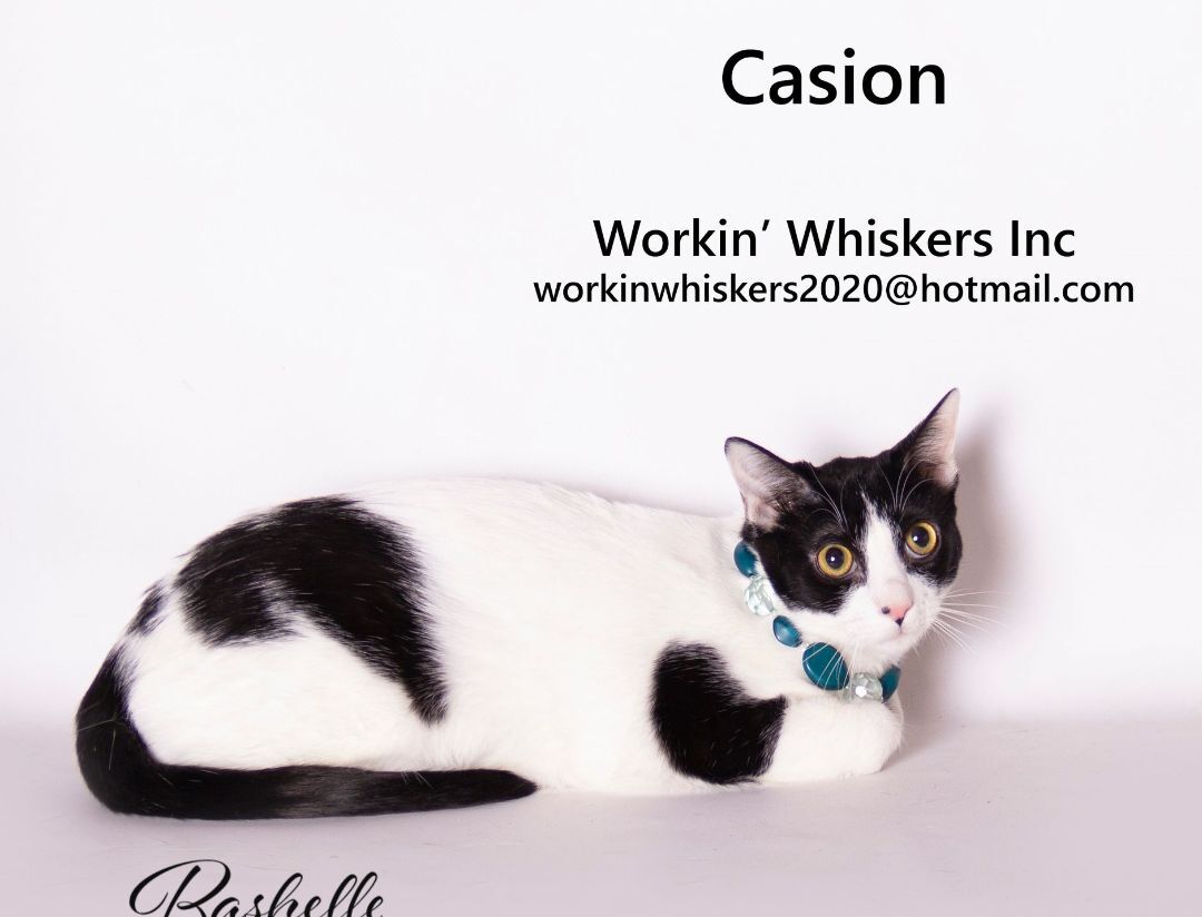 CASION, a Adoptable mixed breed in HEMET, CA image 1/5