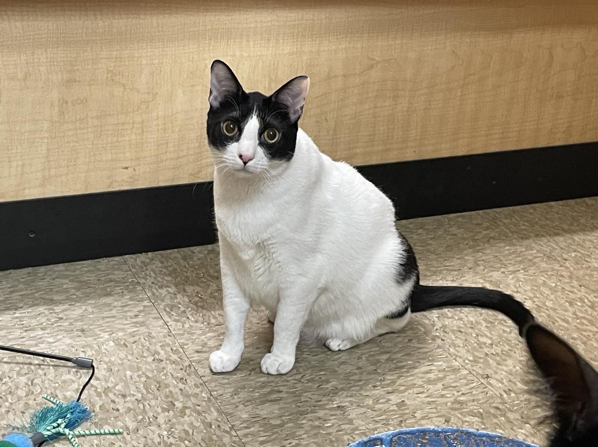 CASION, a Adoptable mixed breed in HEMET, CA image 4/5