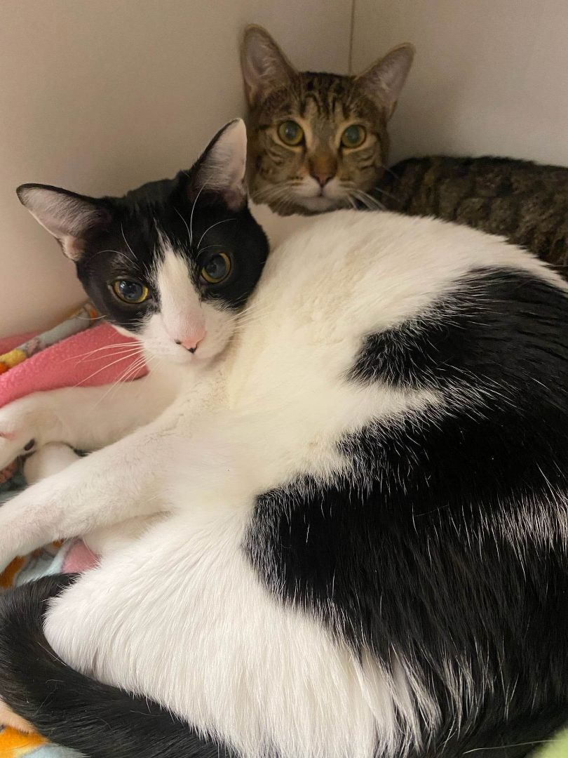 CASION, a Adoptable mixed breed in HEMET, CA image 2/5