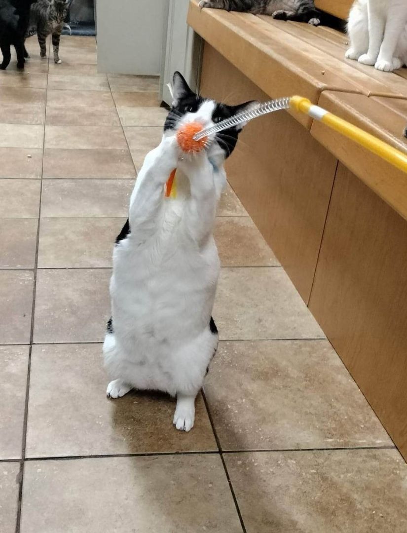 CASION, a Adoptable mixed breed in HEMET, CA image 3/5