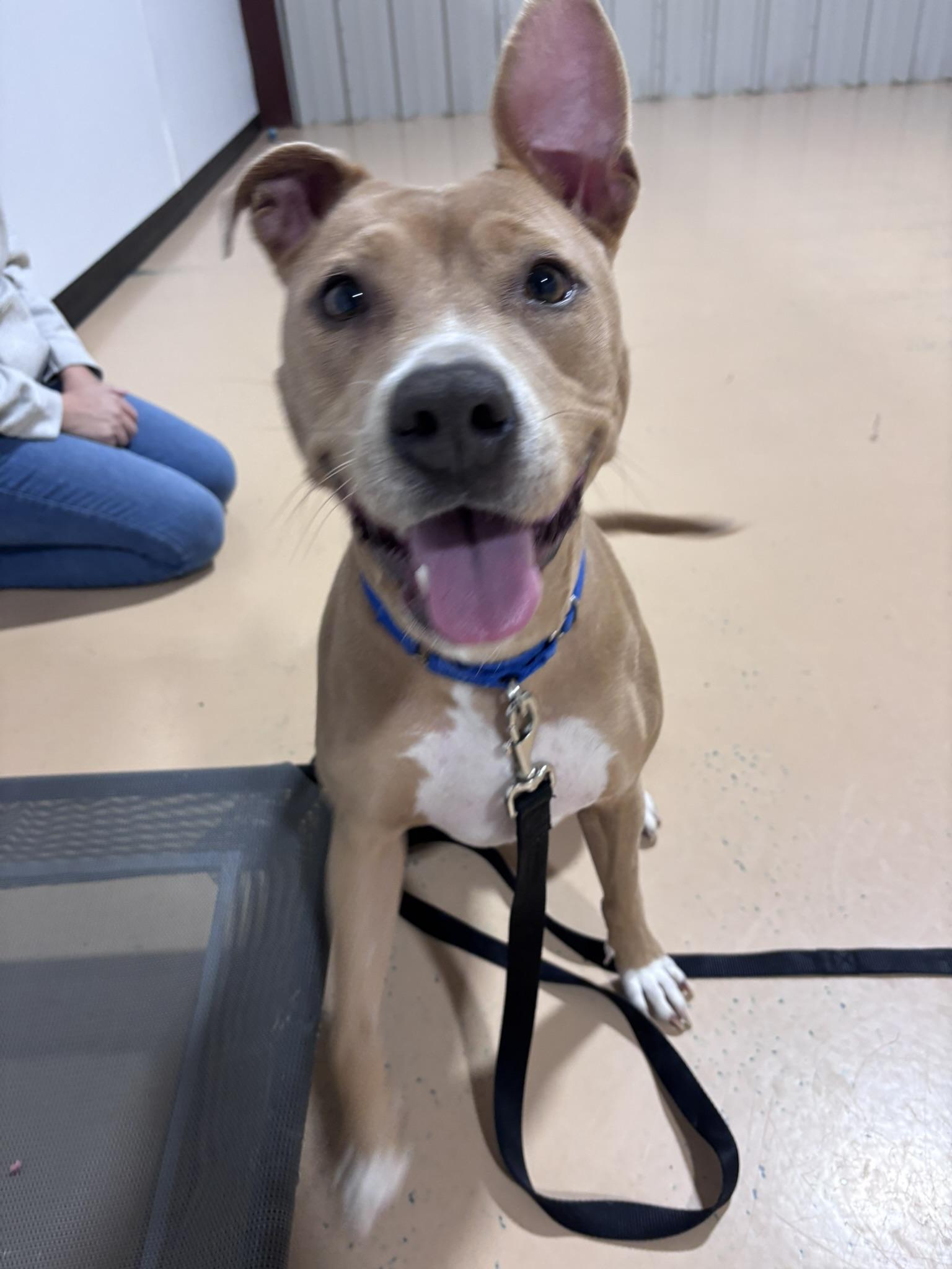 Enlarge Nayla, a Adoptable mixed breed in Pembroke, MA image 4/6