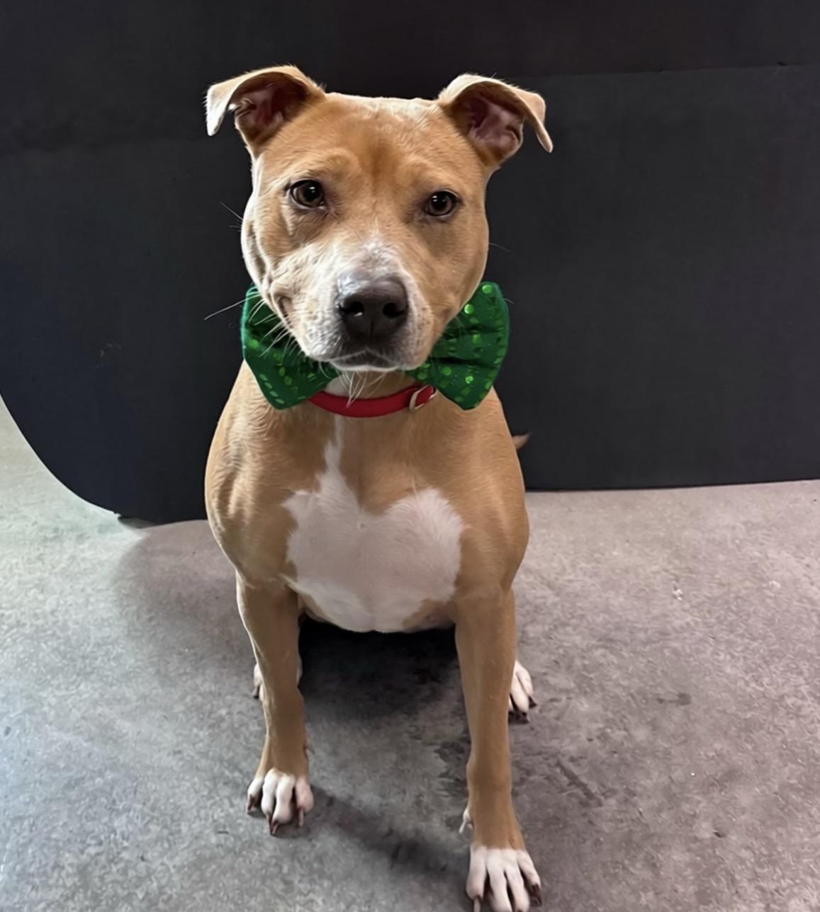 Enlarge Nayla, a Adoptable mixed breed in Pembroke, MA image 2/6