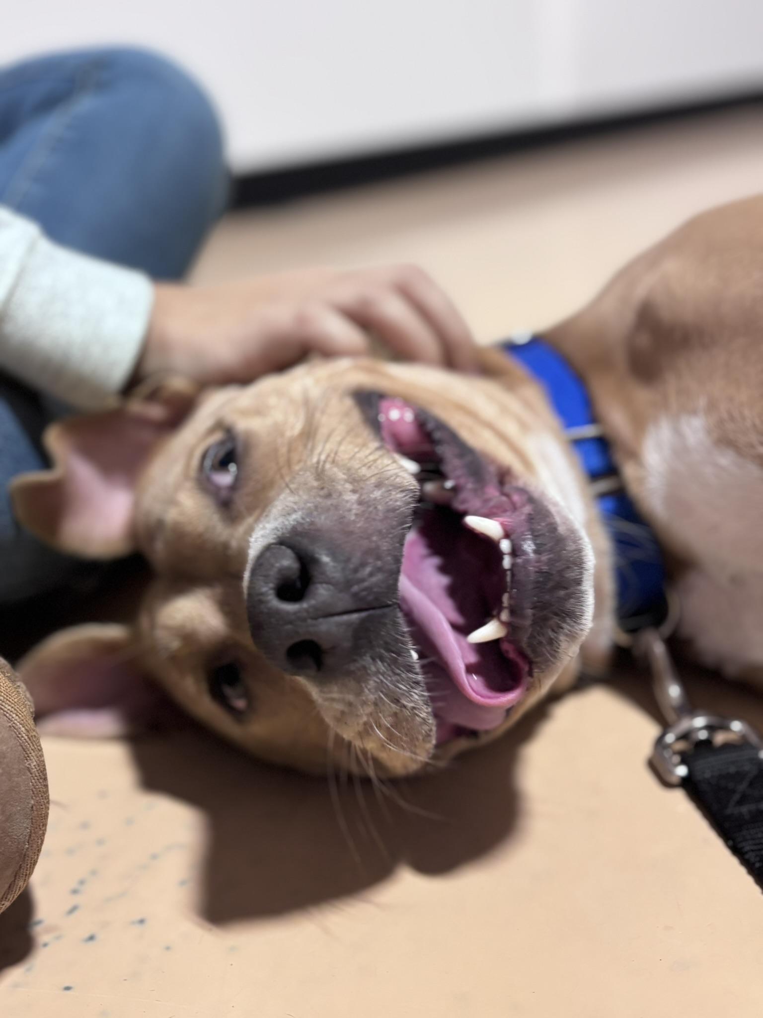 Enlarge Nayla, a Adoptable mixed breed in Pembroke, MA image 5/6