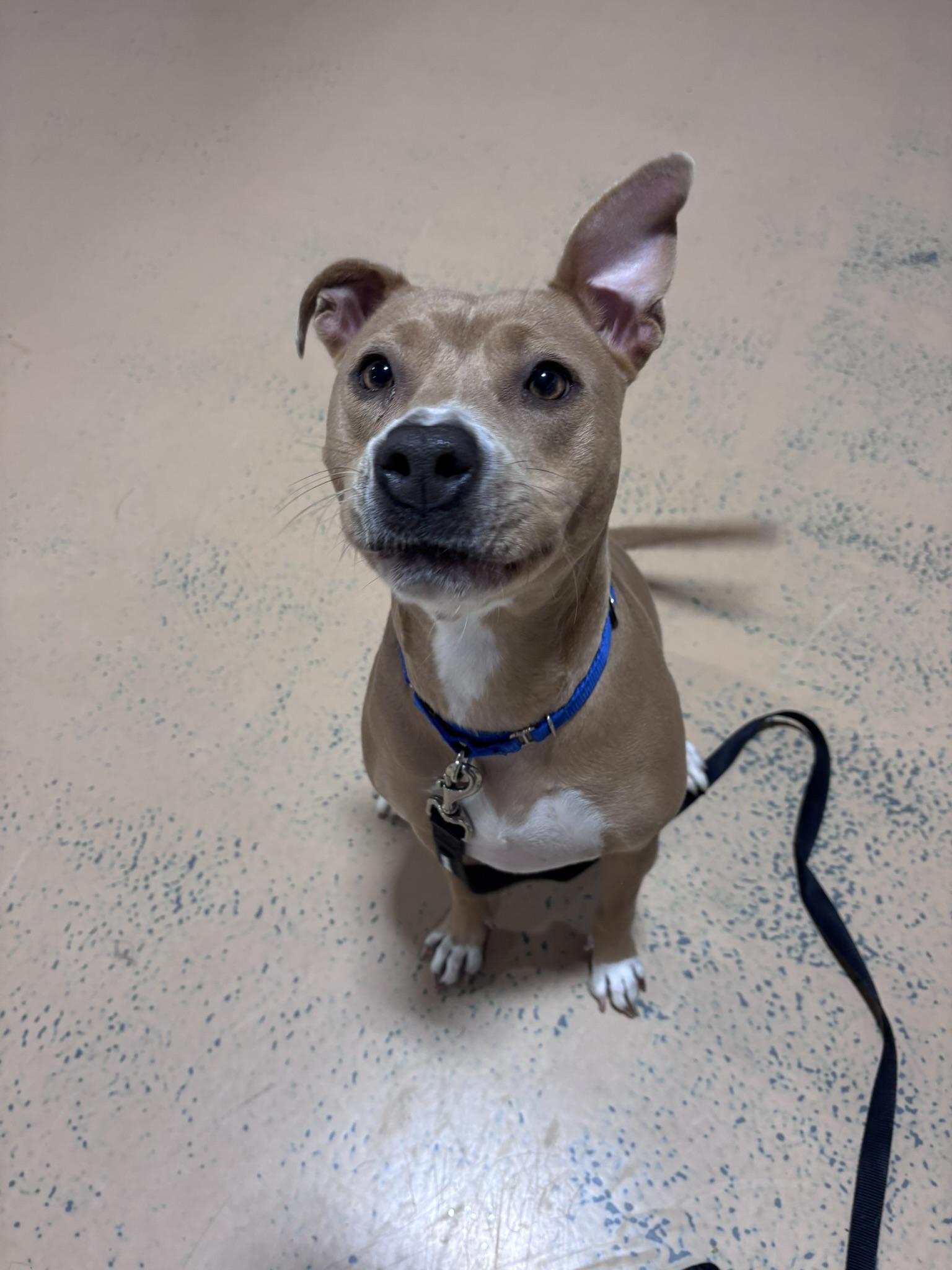 Enlarge Nayla, a Adoptable mixed breed in Pembroke, MA image 6/6