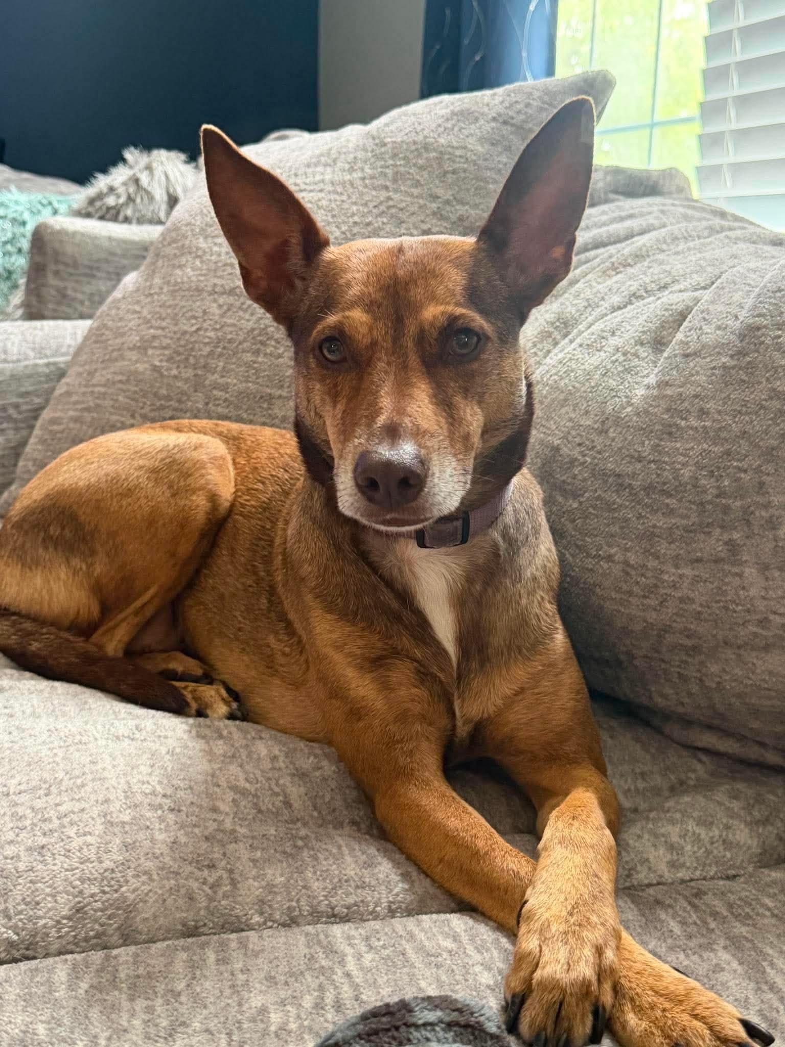 Betty Crocker, a Adoptable Cattle Dog in Elgin, IL image 1/3