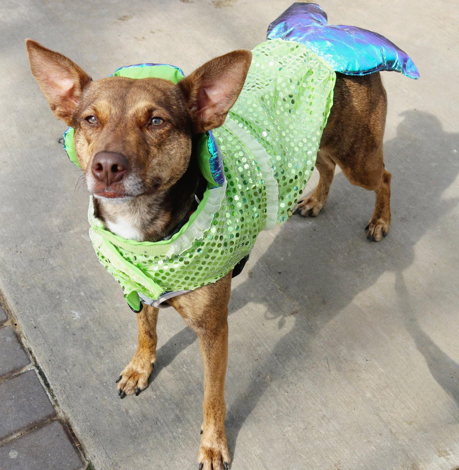 Betty Crocker, a Adoptable Cattle Dog in Elgin, IL image 2/3