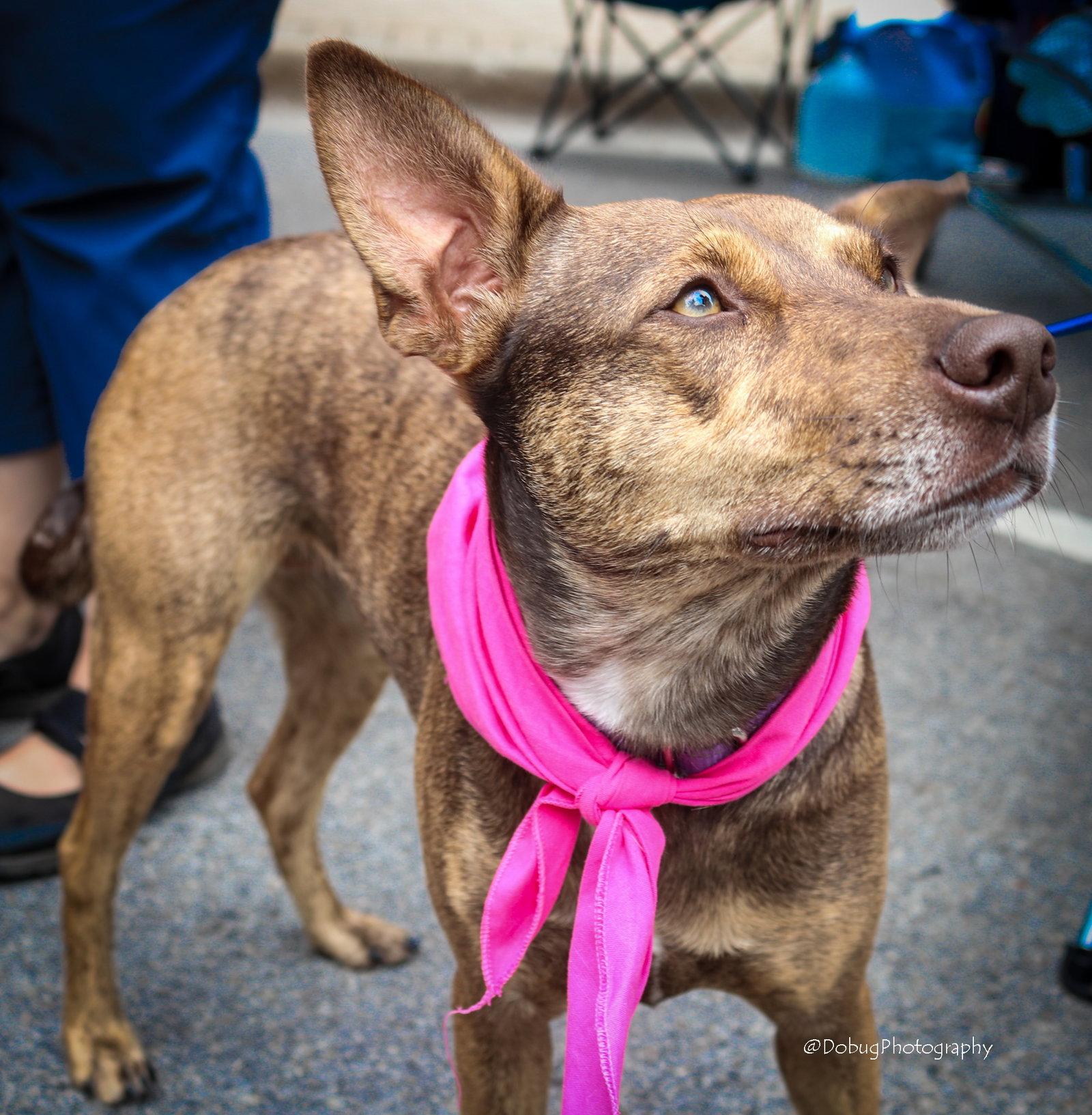 Betty Crocker, a Adoptable Cattle Dog in Elgin, IL image 3/3