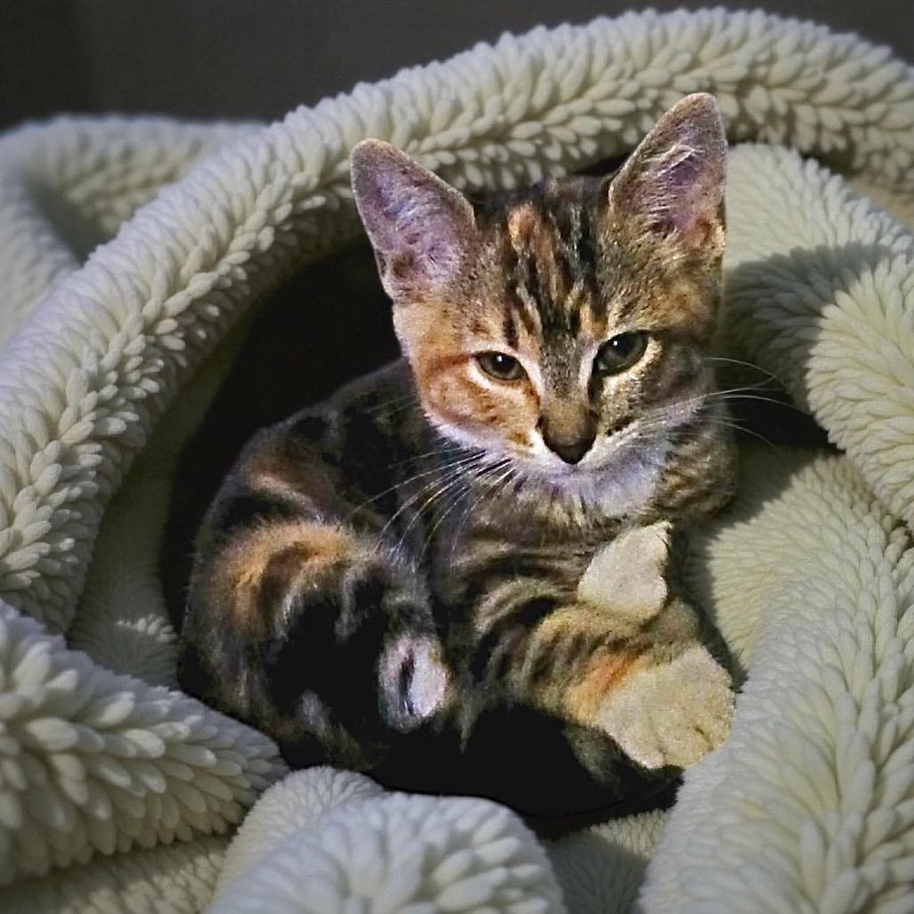 Enlarge Freja, a Adoptable mixed breed in Tustin, CA image 1/1