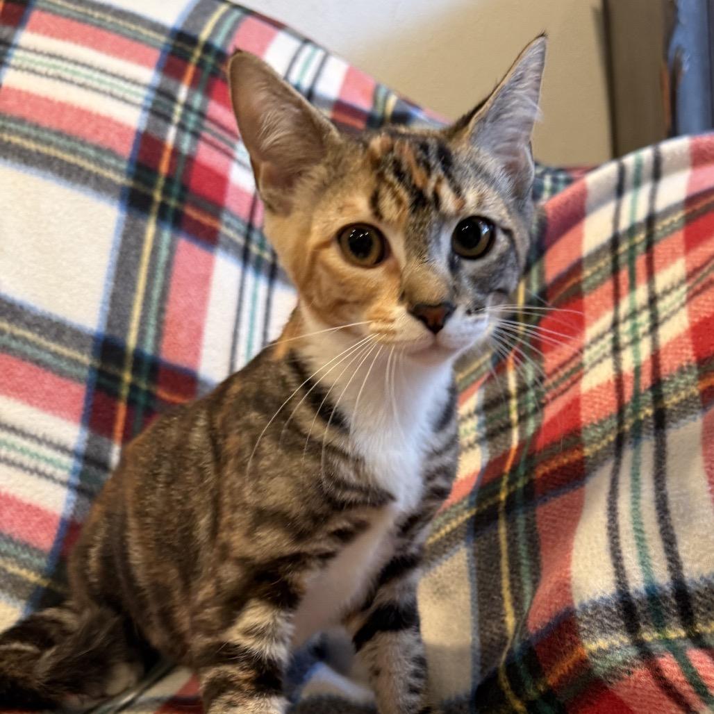 Enlarge Freja, a Adoptable mixed breed in Tustin, CA image 1/3