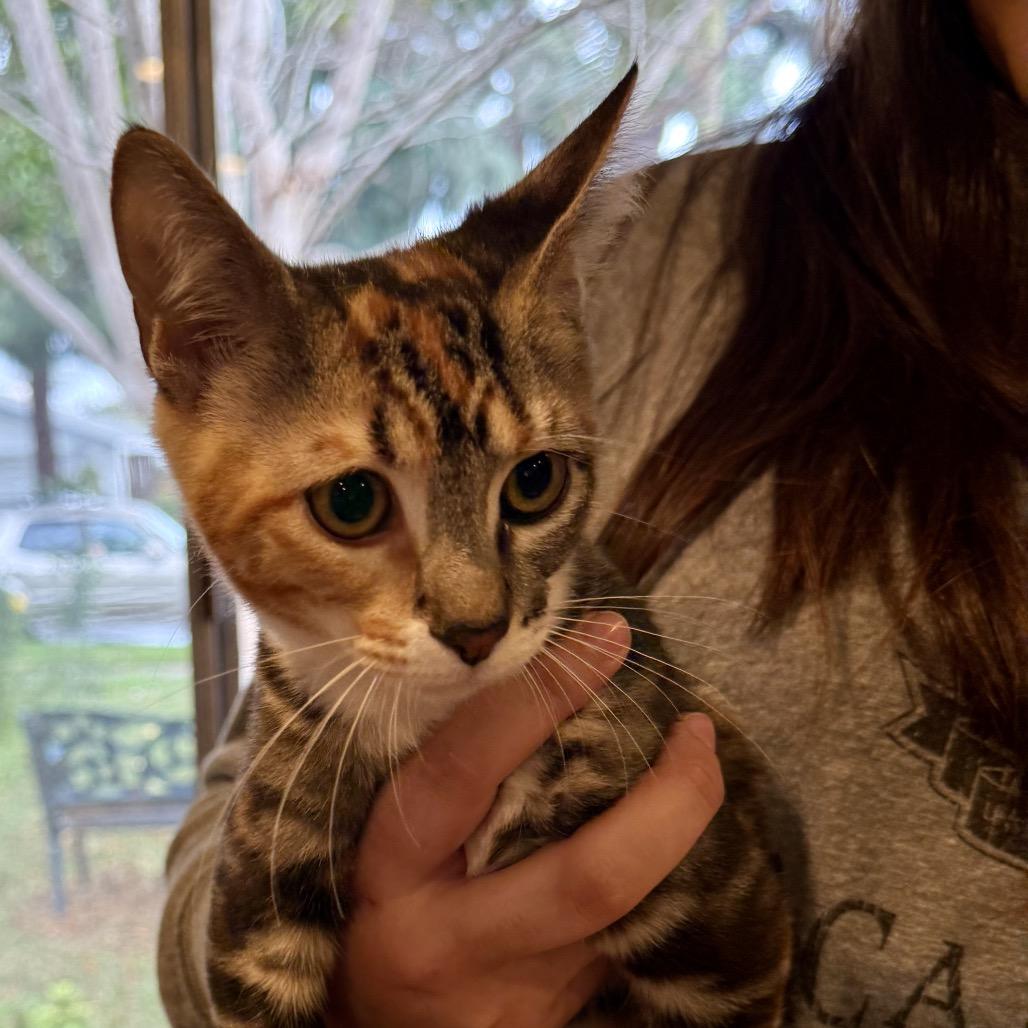 Enlarge Freja, a Adoptable mixed breed in Tustin, CA image 2/3