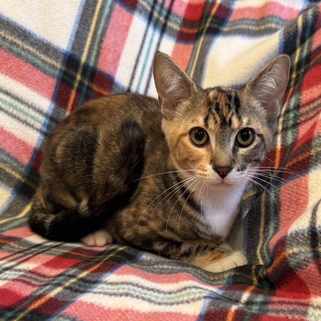 Enlarge Freja, a Adoptable mixed breed in Tustin, CA image 3/3