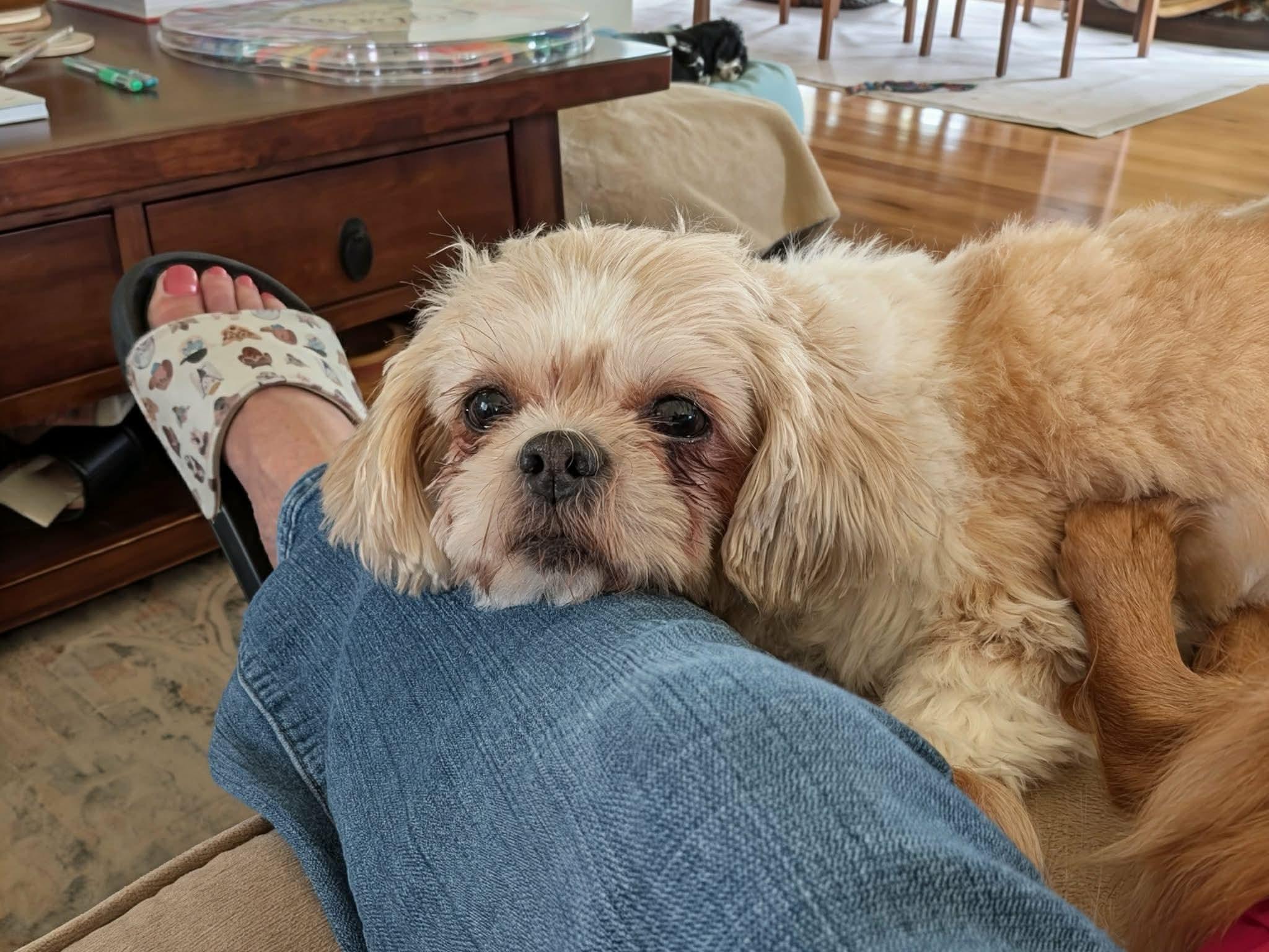 Enlarge Chrissy, an adopted Shih Tzu in Whitewater, WI image 3/6
