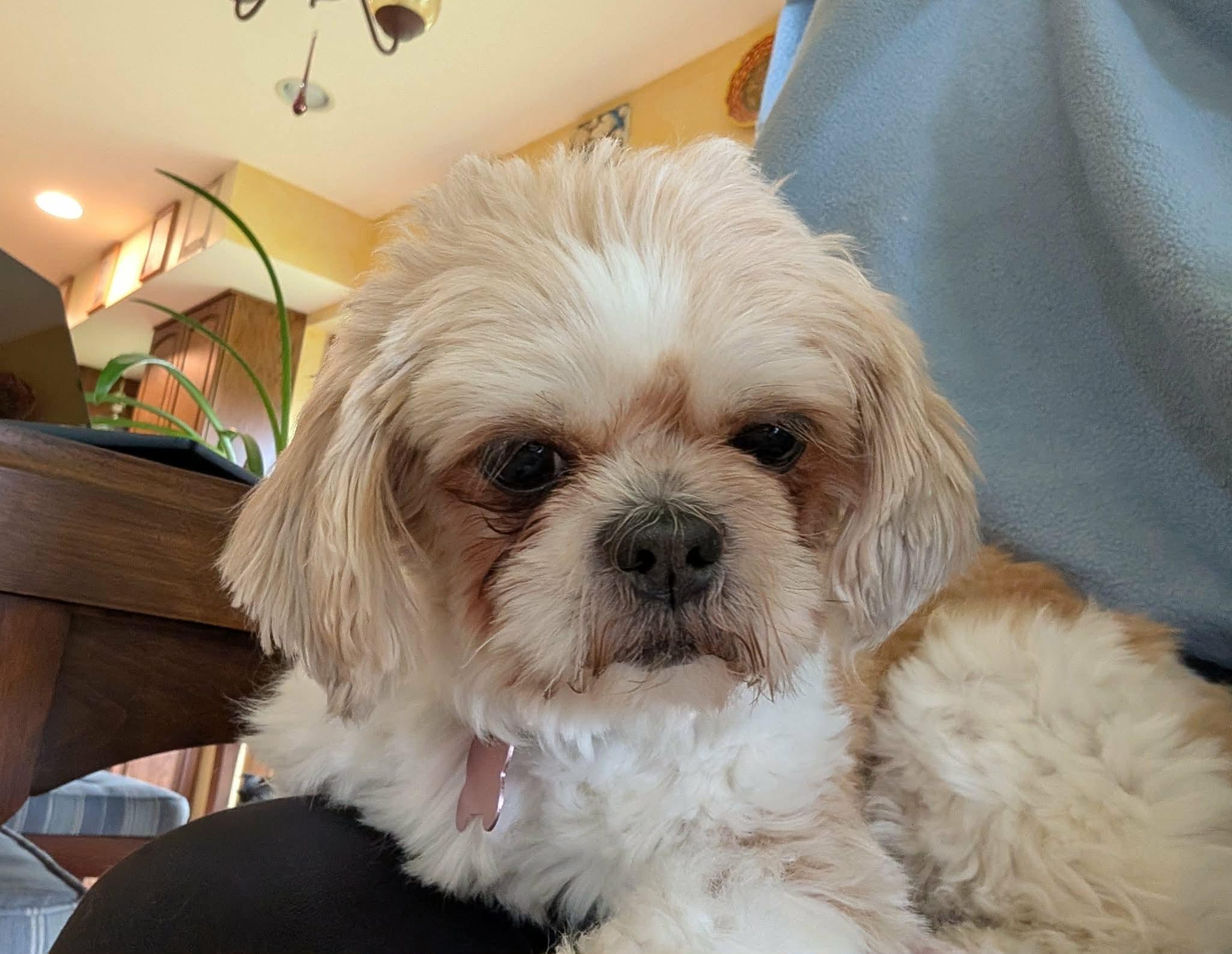 Enlarge Chrissy, an adopted Shih Tzu in Whitewater, WI image 6/6