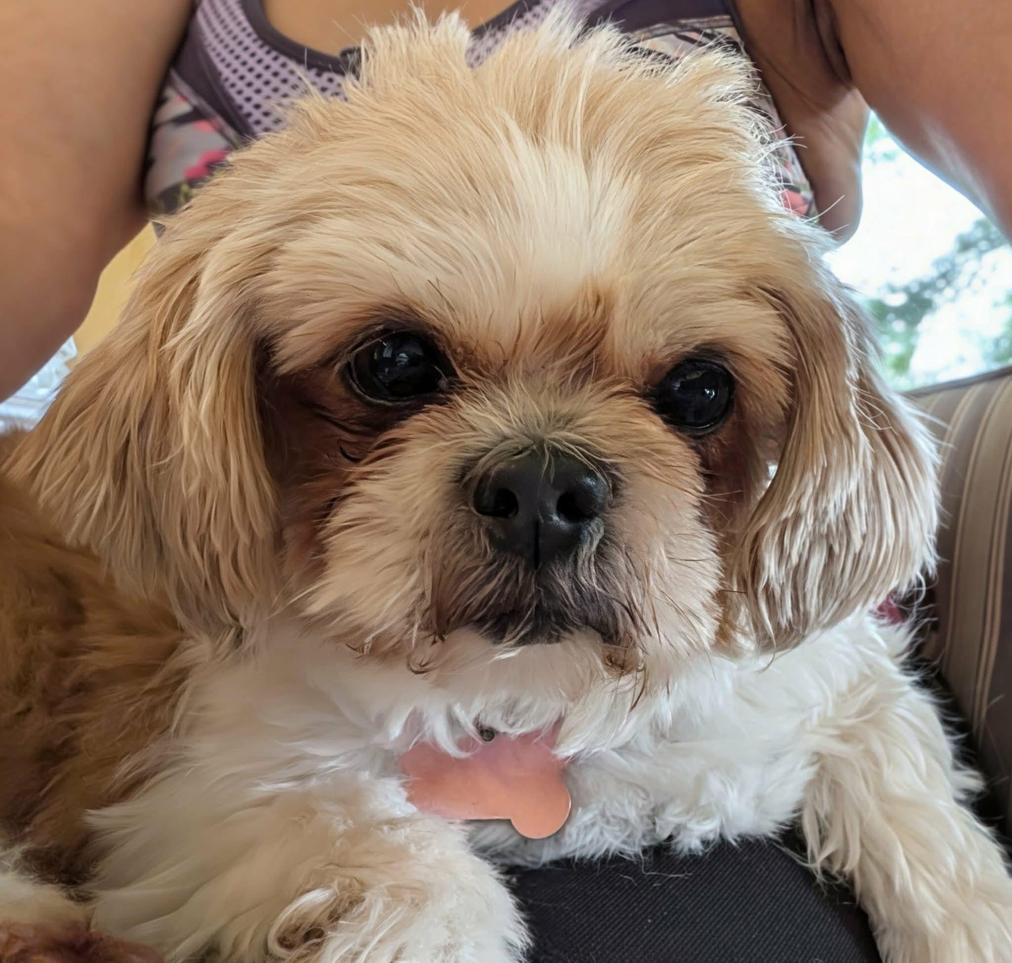 Enlarge Chrissy, an adopted Shih Tzu in Whitewater, WI image 1/6