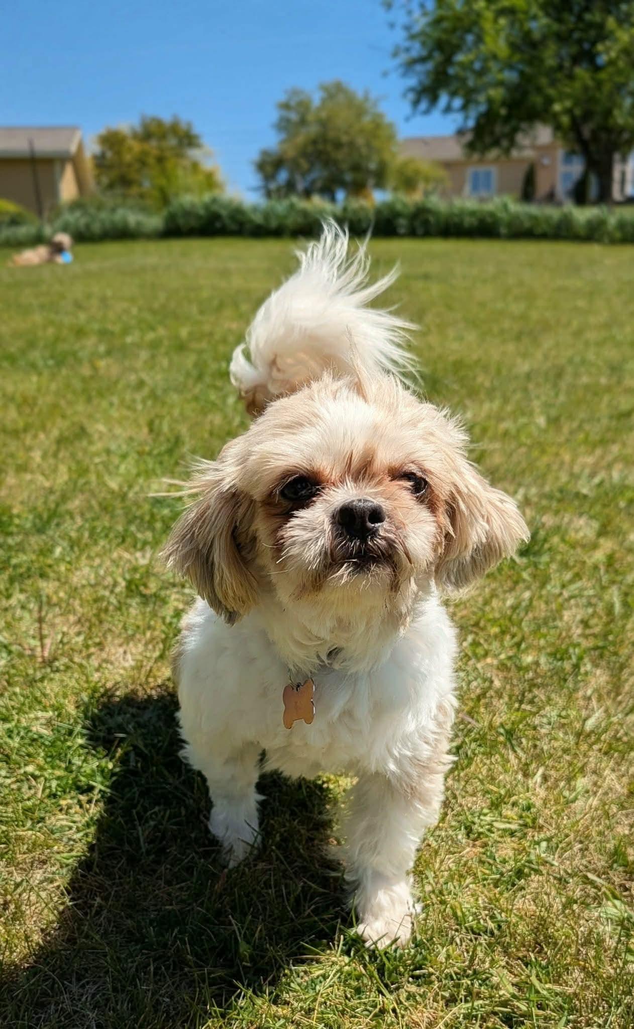 Enlarge Chrissy, an adopted Shih Tzu in Whitewater, WI image 4/6