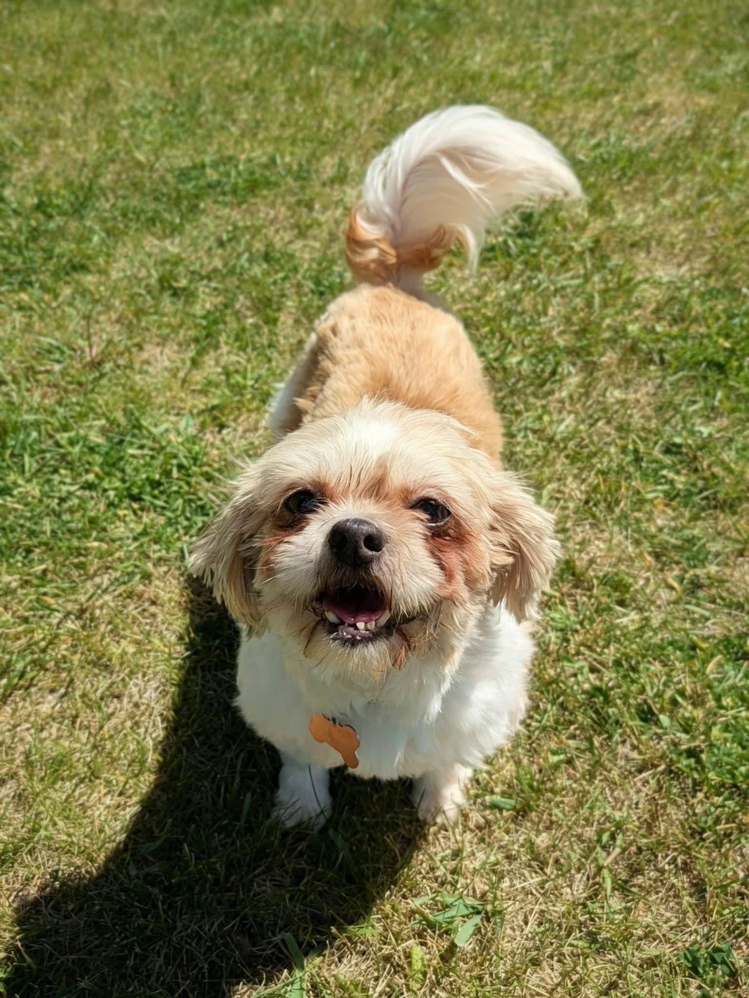 Enlarge Chrissy, an adopted Shih Tzu in Whitewater, WI image 2/6