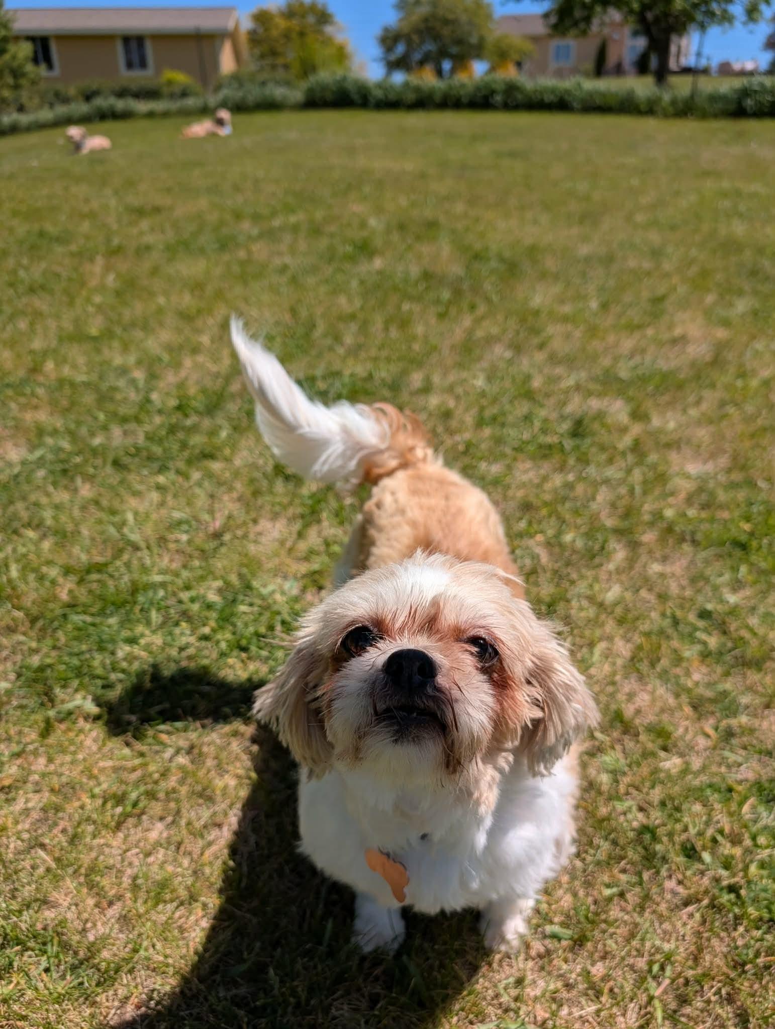 Enlarge Chrissy, an adopted Shih Tzu in Whitewater, WI image 5/6
