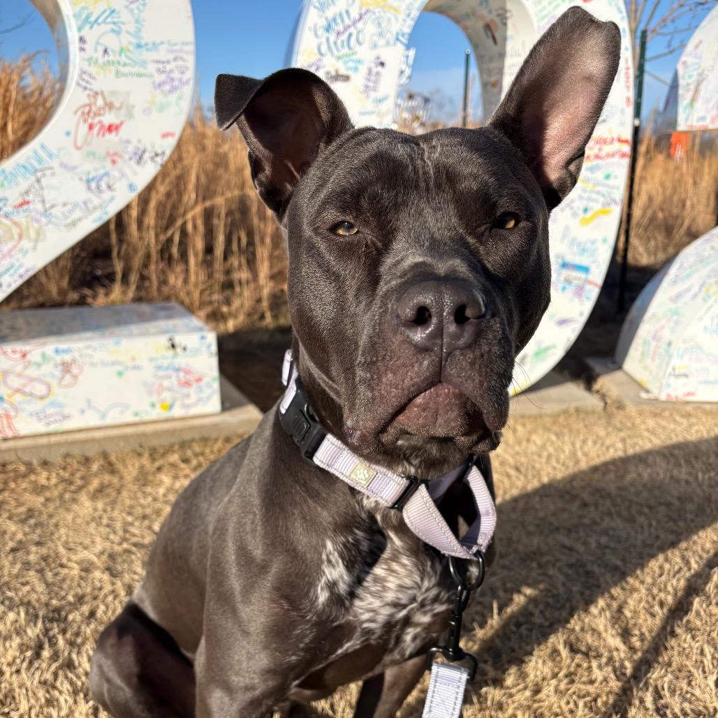 Sweets, Adoptable, Young Female Mixed Breed.