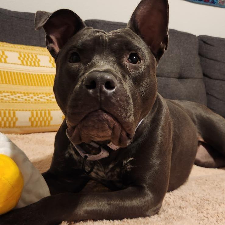 Enlarge Sweets, a Adoptable Mixed Breed in Bentonville, AR image 2/6