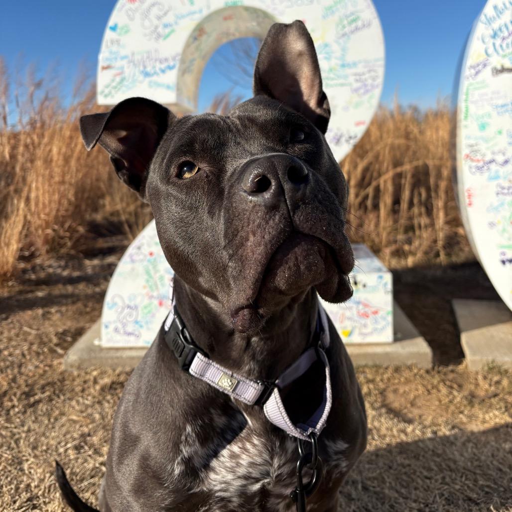 Enlarge Sweets, a Adoptable Mixed Breed in Bentonville, AR image 3/6