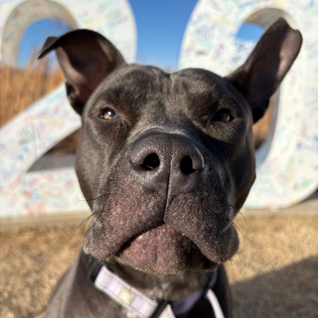 Enlarge Sweets, a Adoptable Mixed Breed in Bentonville, AR image 4/6