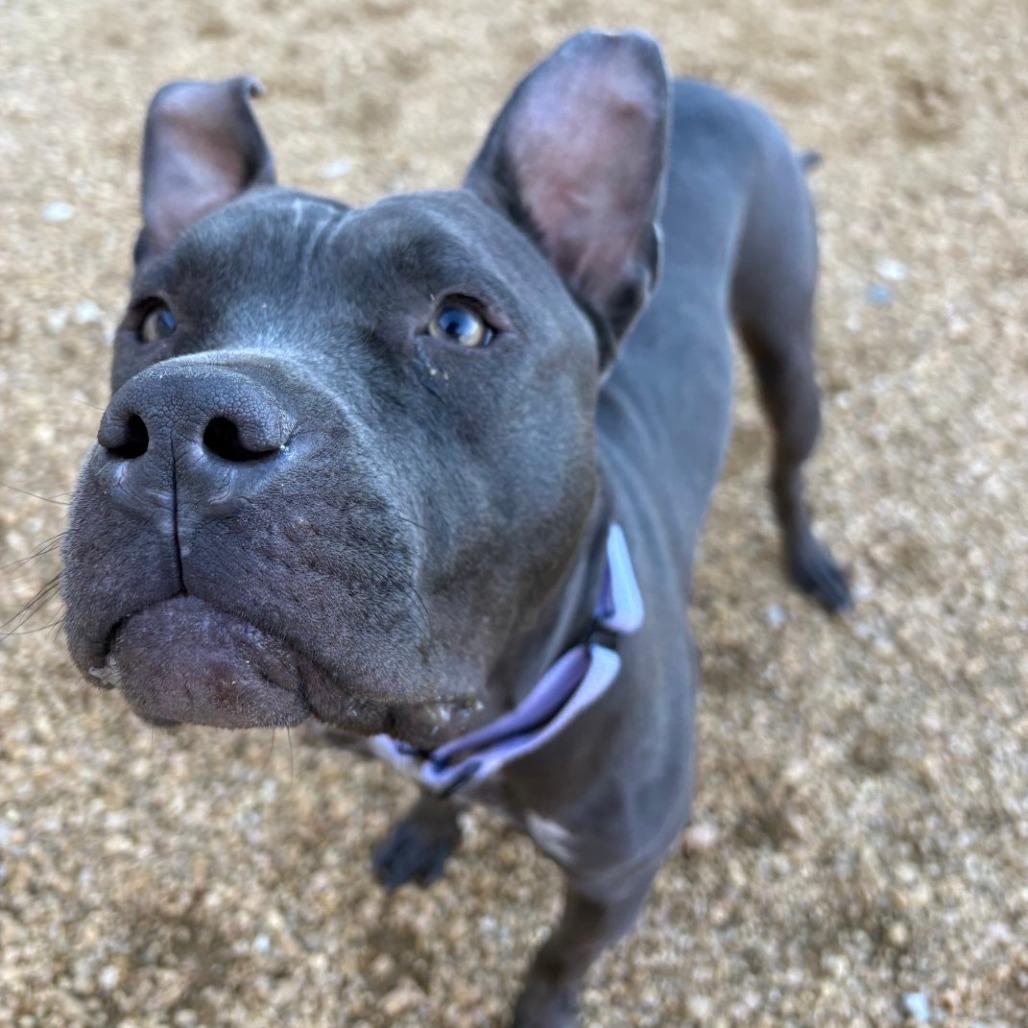 Enlarge Sweets, a Adoptable Mixed Breed in Bentonville, AR image 5/6