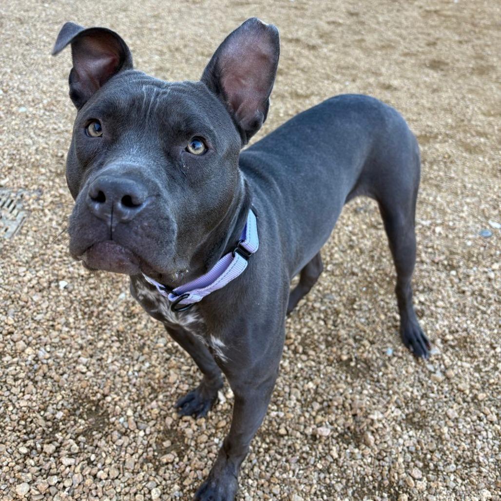 Enlarge Sweets, a Adoptable Mixed Breed in Bentonville, AR image 6/6