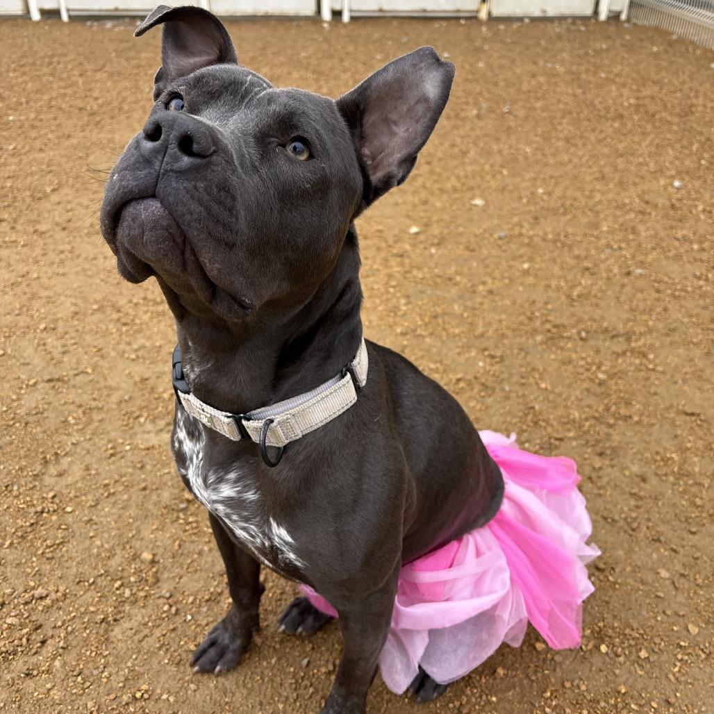 Sweets, a Adoptable Mixed Breed in Bentonville, AR image 6/6