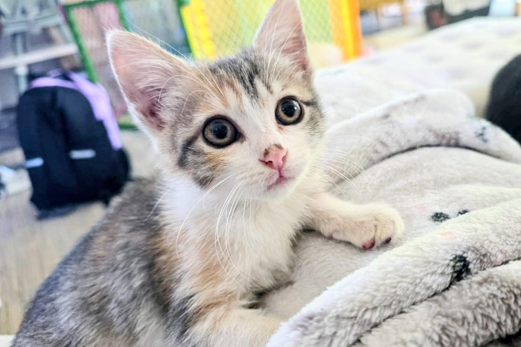 Shirley -sweet and affectionate, a Adoptable Domestic Short Hair in West Allis, WI image 4/5