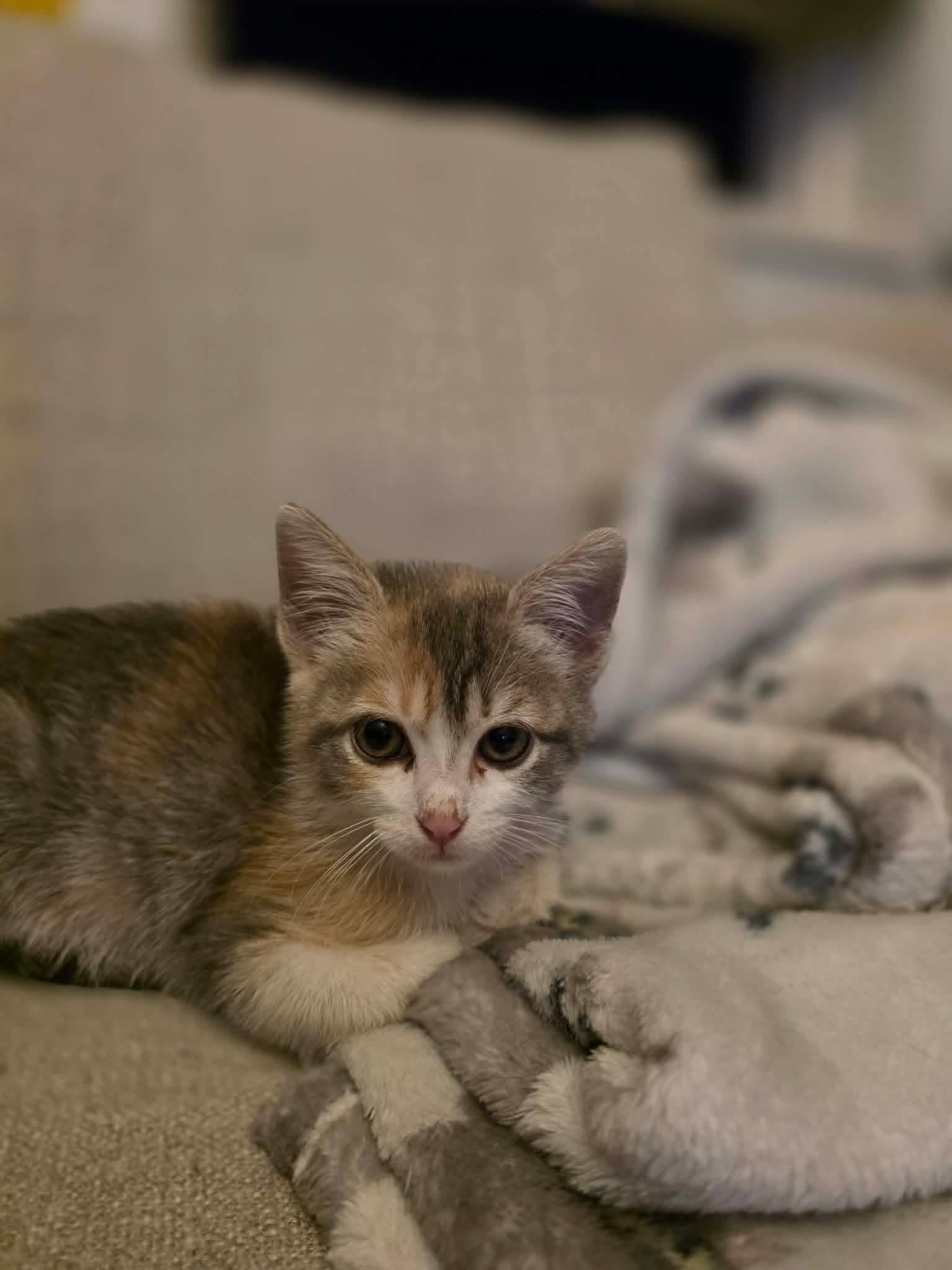 Shirley -sweet and affectionate, a Adoptable Domestic Short Hair in West Allis, WI image 3/5