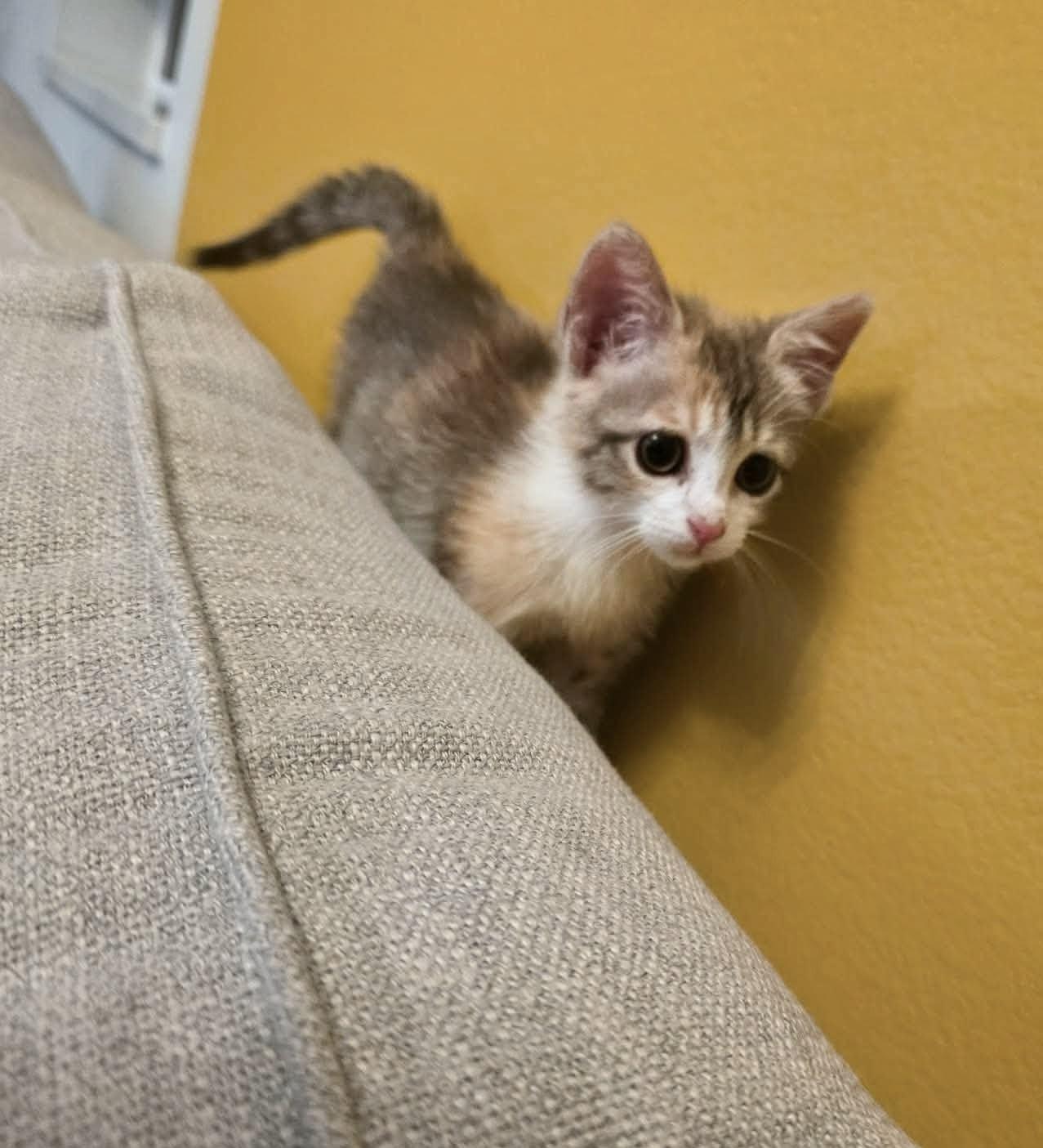 Shirley -sweet and affectionate, a Adoptable Domestic Short Hair in West Allis, WI image 2/5