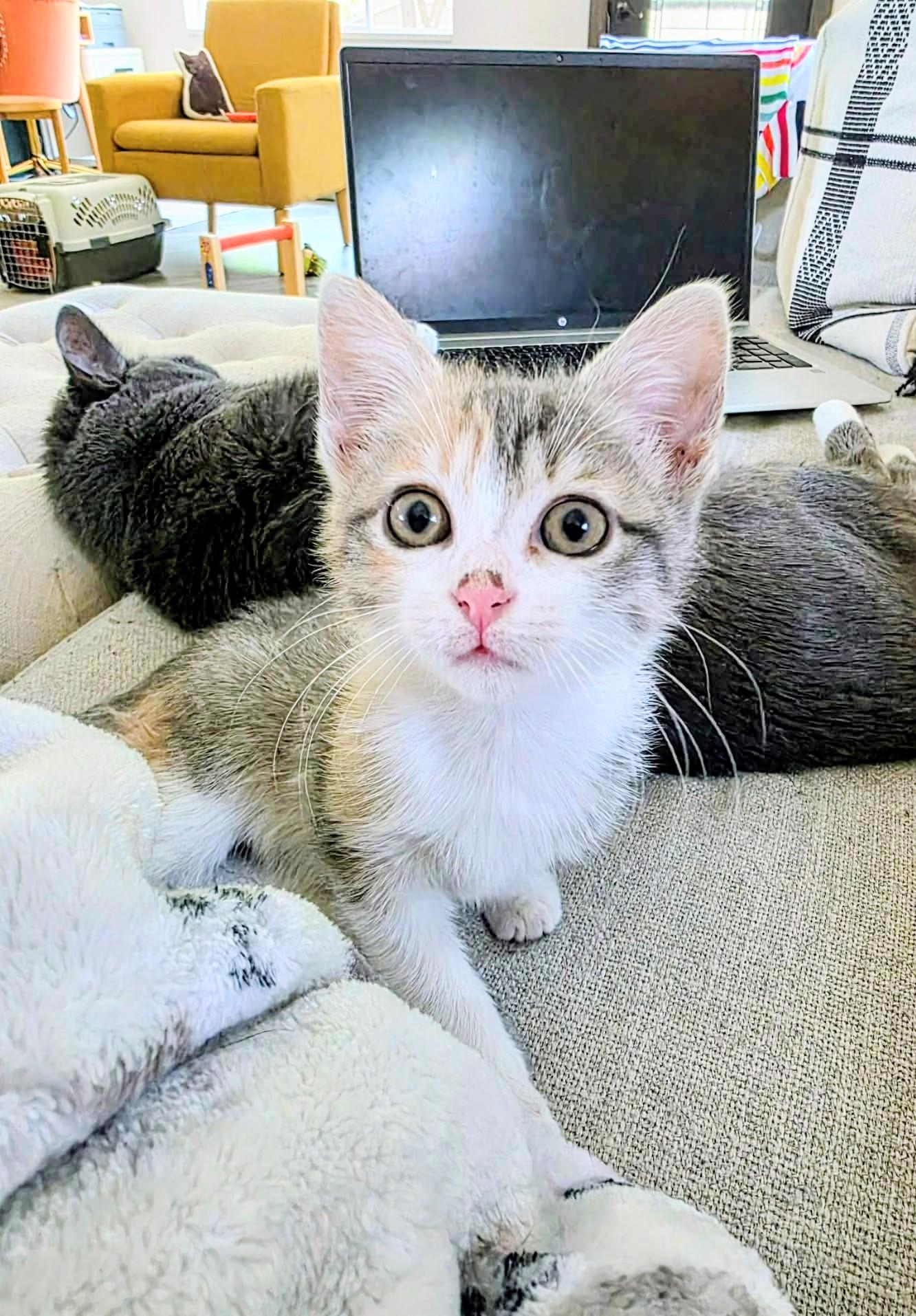 Shirley -sweet and affectionate, Adoptable, Kitten Female Domestic Short Hair.