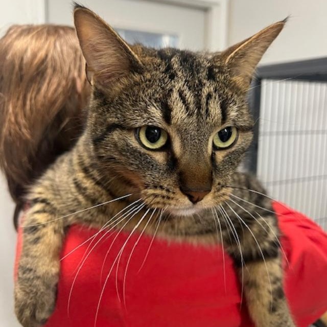 Enlarge Calvin, an adopted Domestic Short Hair in Kankakee, IL image 1/6