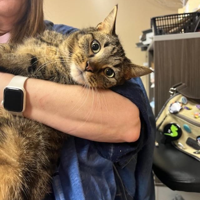 Enlarge Calvin, an adopted Domestic Short Hair in Kankakee, IL image 4/6