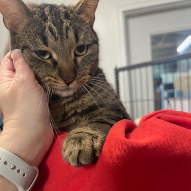 Enlarge Calvin, an adopted Domestic Short Hair in Kankakee, IL image 6/6