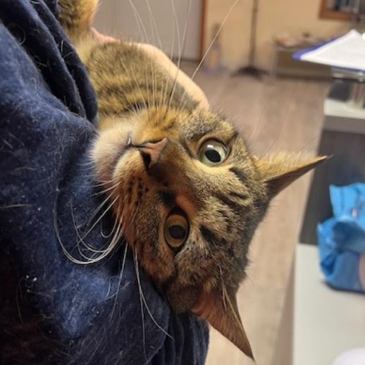 Enlarge Calvin, an adopted Domestic Short Hair in Kankakee, IL image 5/6