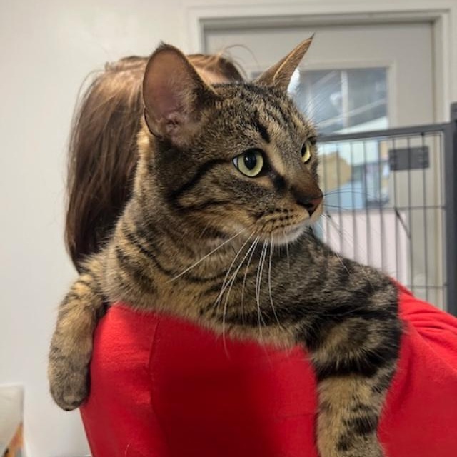 Enlarge Calvin, an adopted Domestic Short Hair in Kankakee, IL image 3/6