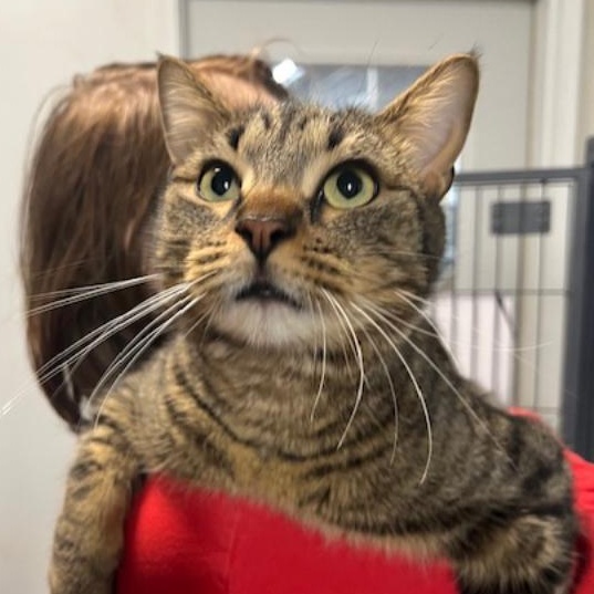 Enlarge Calvin, an adopted Domestic Short Hair in Kankakee, IL image 2/6