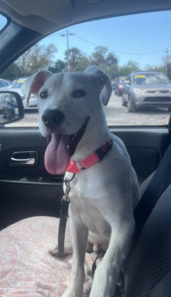 Benny, Adoptable, Puppy Male Mixed Breed & Mixed Breed.