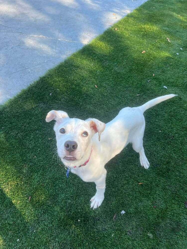 Benny, Adoptable, Puppy Male Mixed Breed & Mixed Breed.