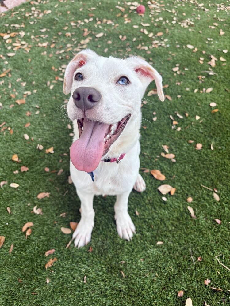 Enlarge Benny, a Adoptable mixed breed in Seminole, FL image 2/6