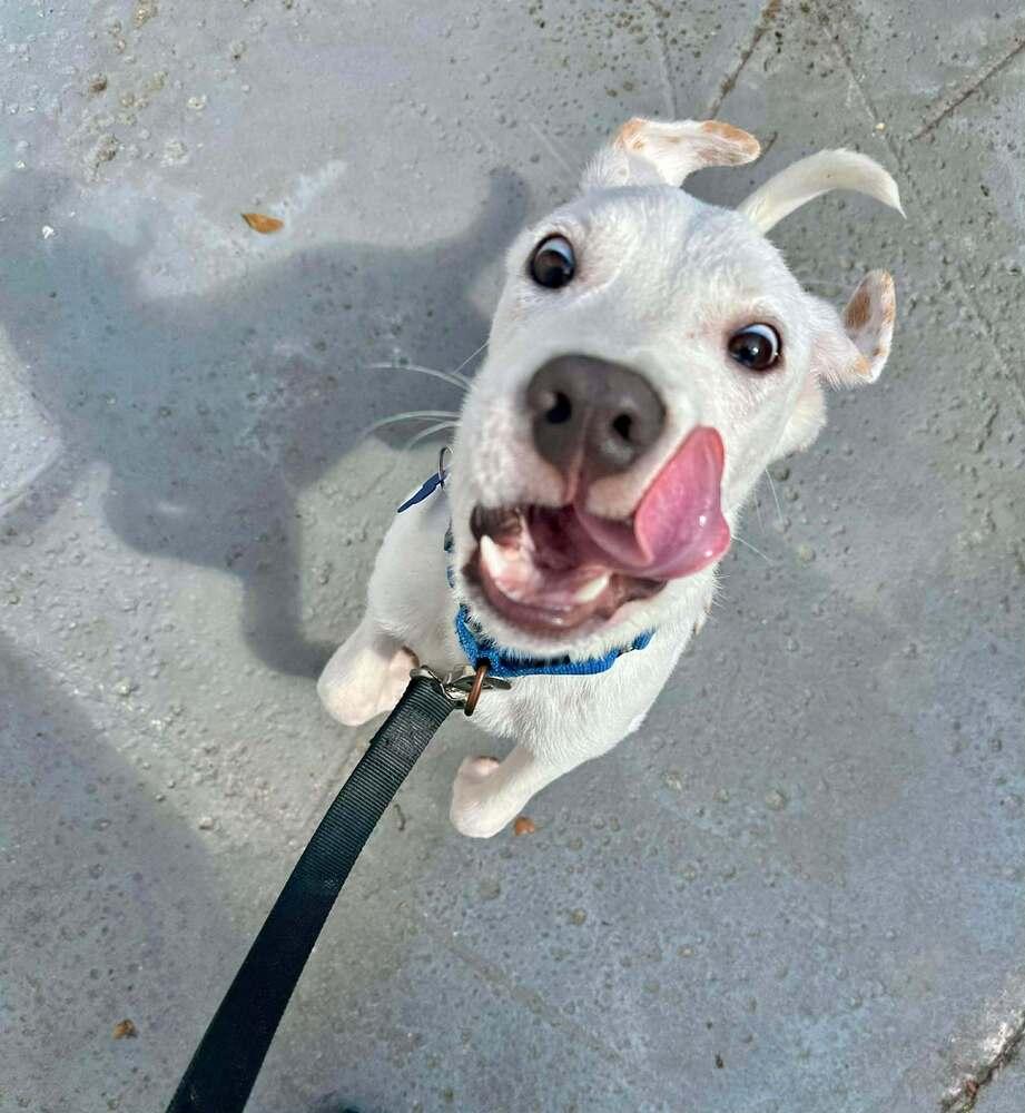 Enlarge Benny, a Adoptable mixed breed in Seminole, FL image 3/6