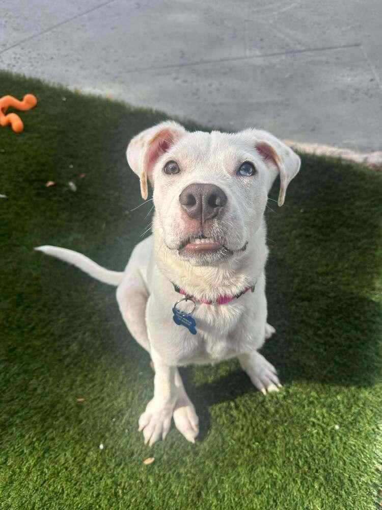 Enlarge Benny, a Adoptable mixed breed in Seminole, FL image 4/6