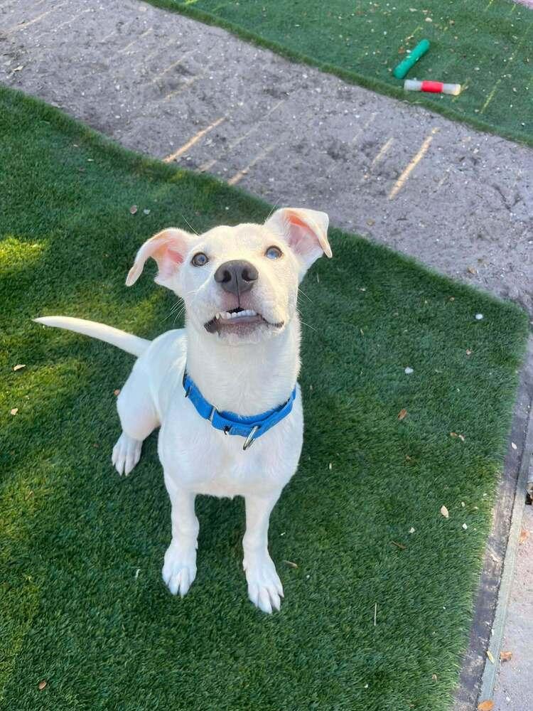 Enlarge Benny, a Adoptable mixed breed in Seminole, FL image 5/6