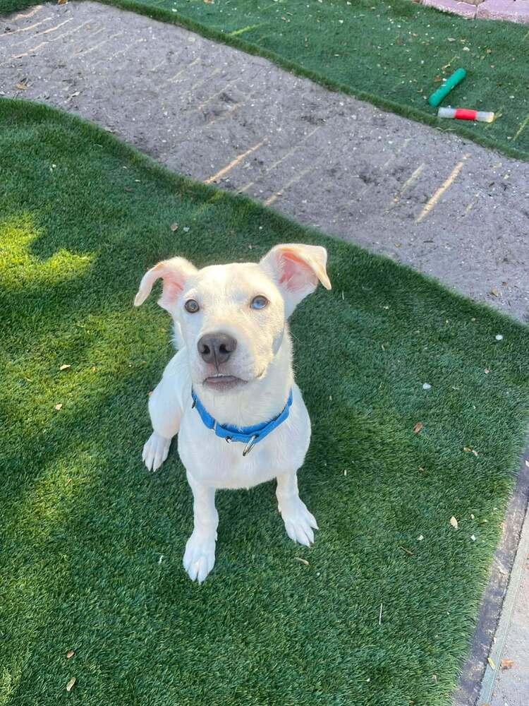Enlarge Benny, a Adoptable mixed breed in Seminole, FL image 6/6
