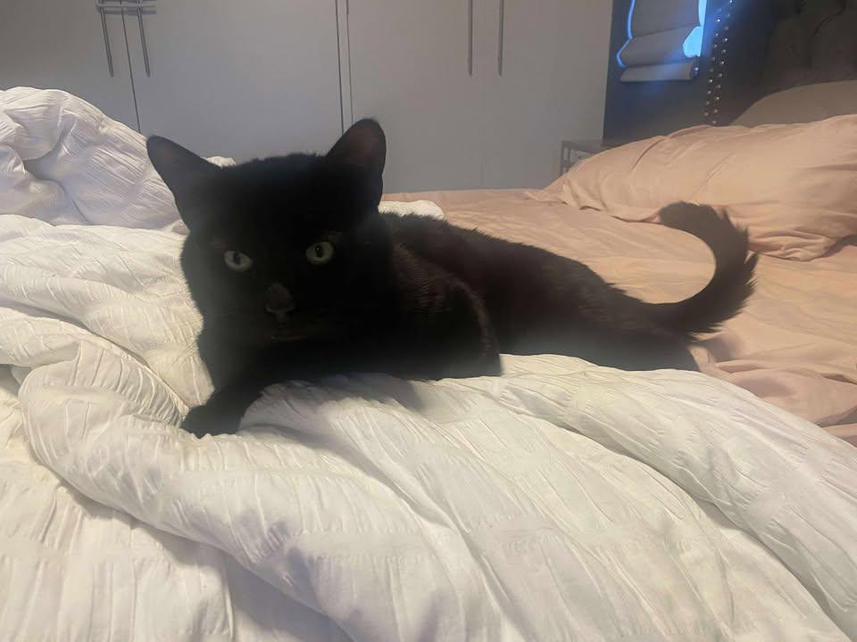 Bean, Adoptable, Adult Male Domestic Short Hair.