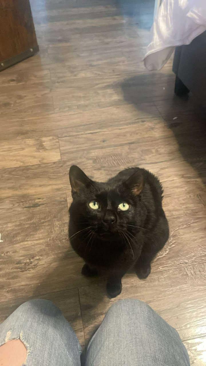 Bean, a Adoptable Domestic Short Hair in Brantford, ON image 2/4