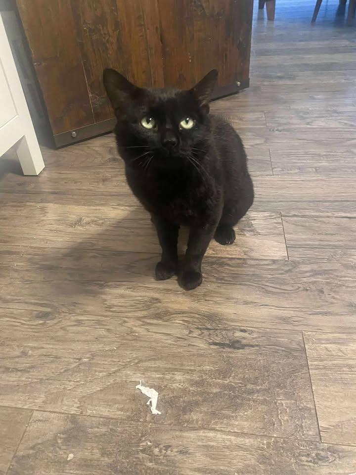 Bean, a Adoptable Domestic Short Hair in Brantford, ON image 3/4